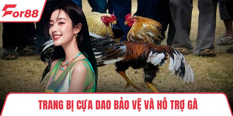 Trang bị cựa dao bảo vệ và hỗ trợ gà
